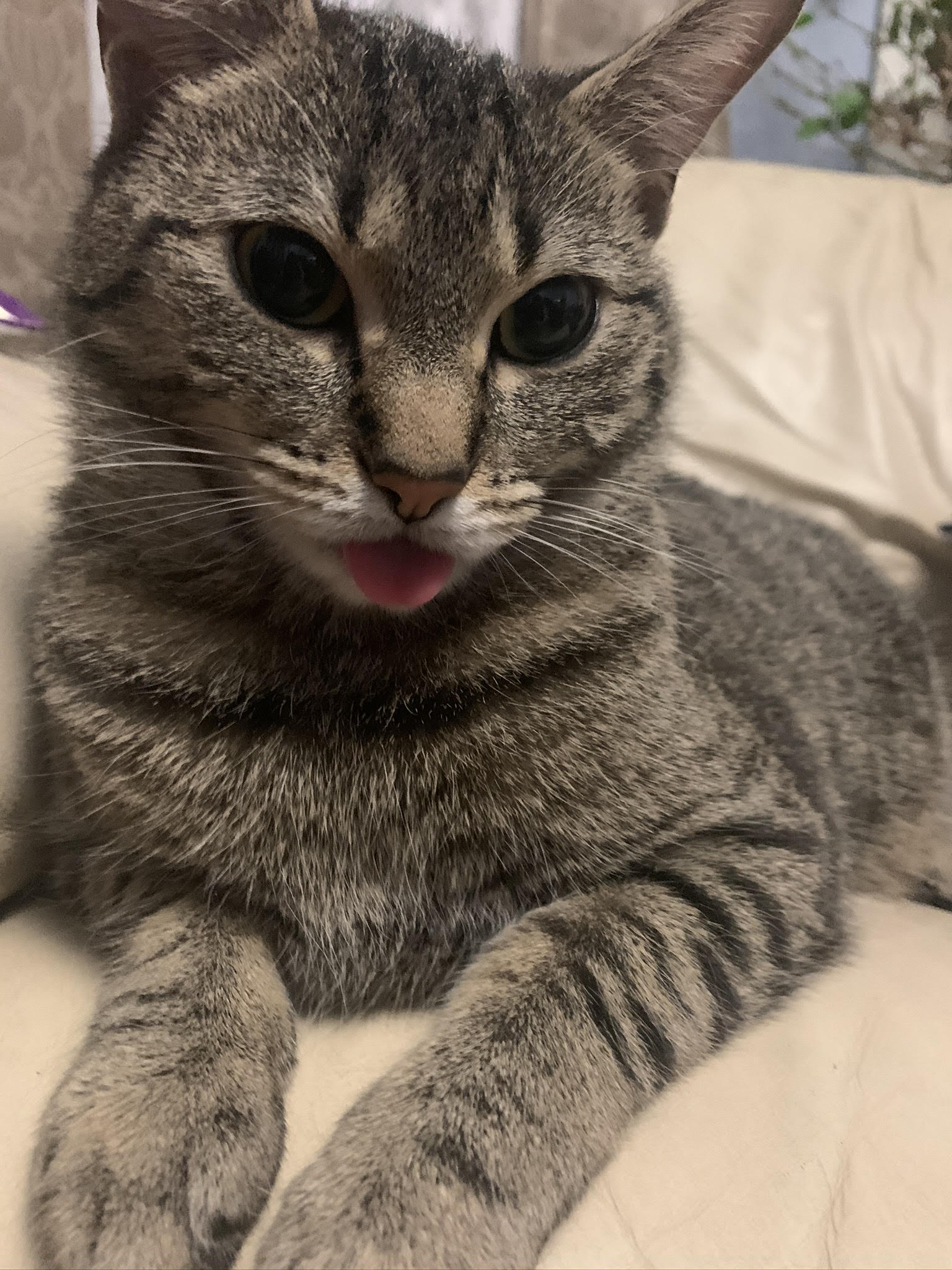 My cat Lily